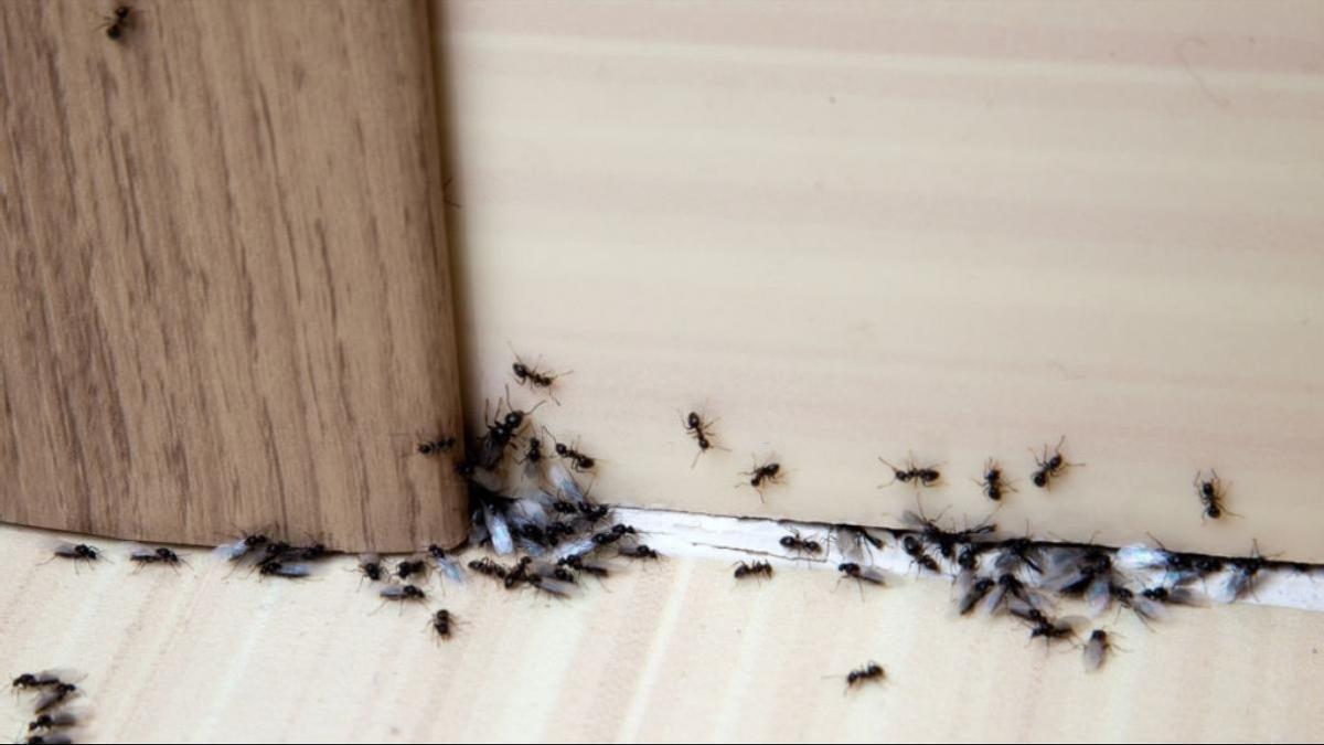 Las hormigas pueden ser una plaga persistente, pero con el conocimiento y las estrategias adecuadas, puedes eliminarlas y prevenir su regreso.