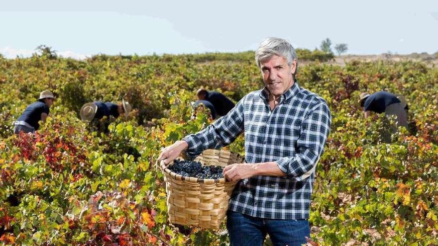 Zánganos que miman el vino