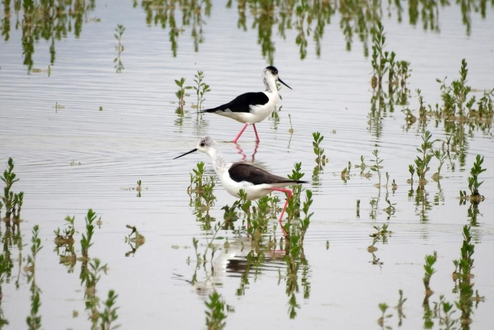 Flamencos y todo tipo de aves en la Laguna de Villena