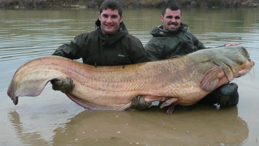 Siluro: el pez gigante que está devastando los ríos españoles y amenaza Doñana