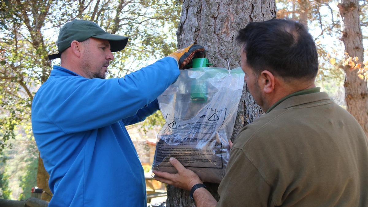 Dos tècnics col·loquen una de les trampes en un pi per les processionàries