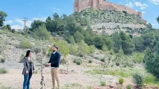Enriquecen las laderas del cerro del Castillo de Lorca con más de 1.500 plantas