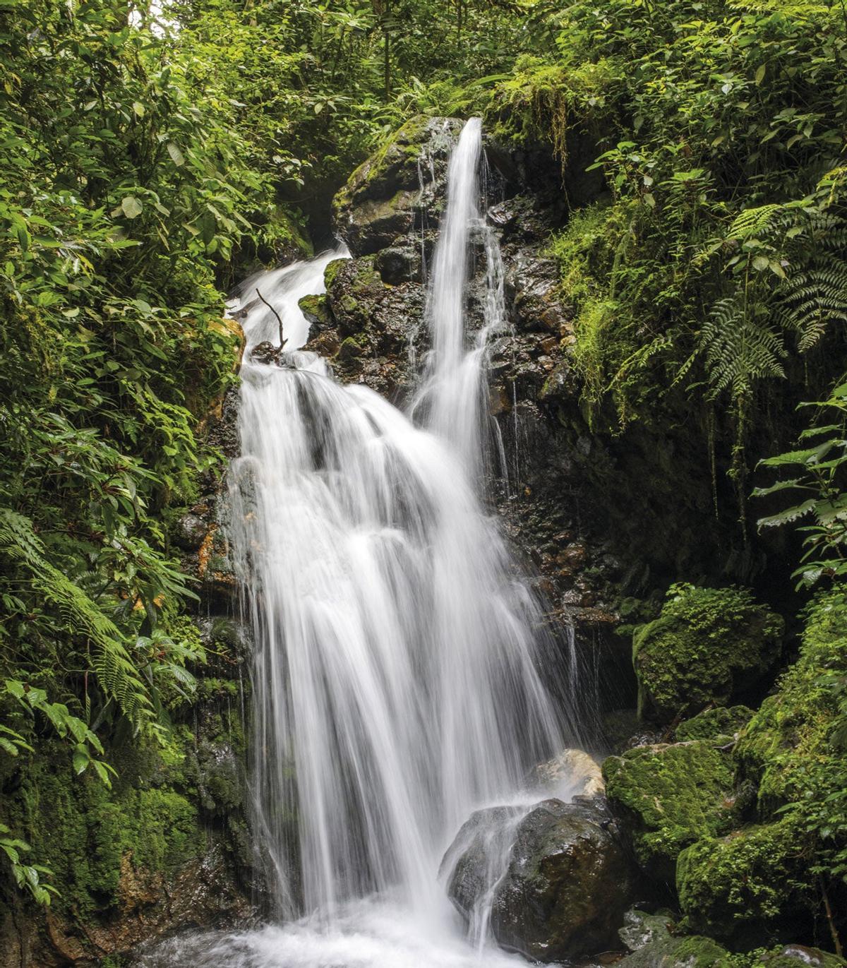 Parque Nacional del Bosque Impenetrable de Biwindi.
