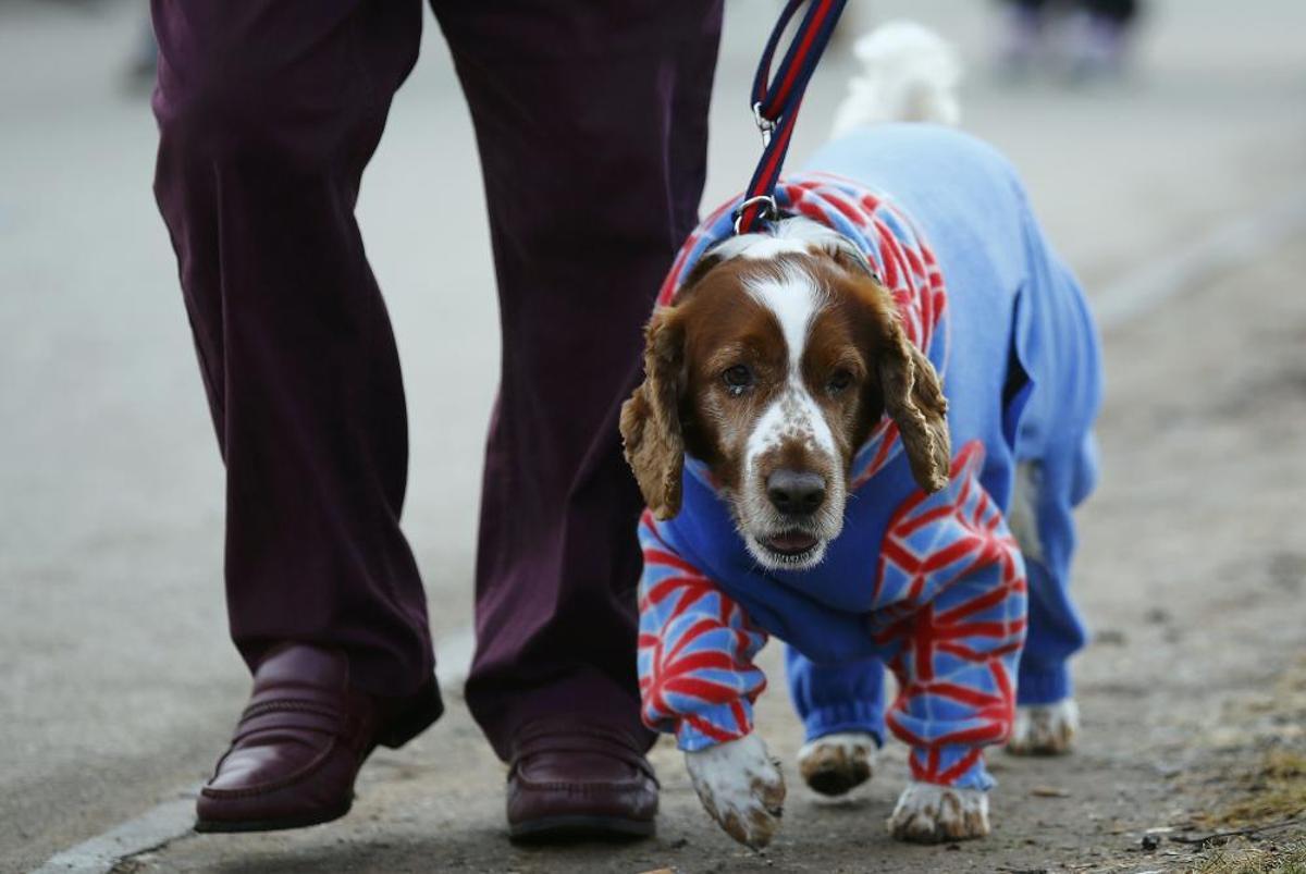 Les imatges més divertides del Crufts Dog Show
