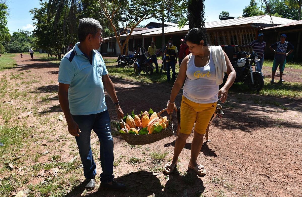 Desde hace diez años en Guerima, Colombia, los árboles de cacao reemplazan a los arbustos de coca en este departamento del tamaño de Guatemala, fronterizo con Venezuela. Está lejos de la bonanza que trajo el ingrediente principal de la cocaína, pero se ha convertido en una fuente estable de ingresos.