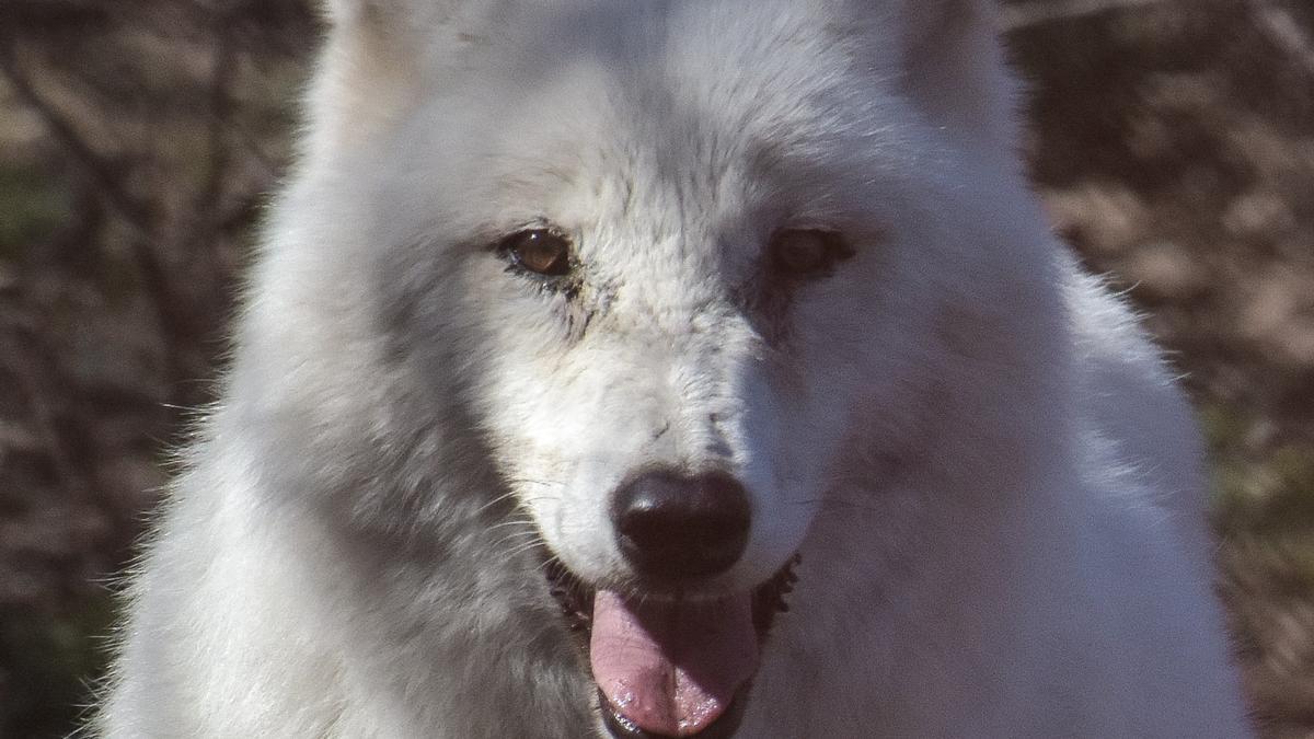 Ejemplar de lobo salvaje ártico, como el clonado con éxito en China