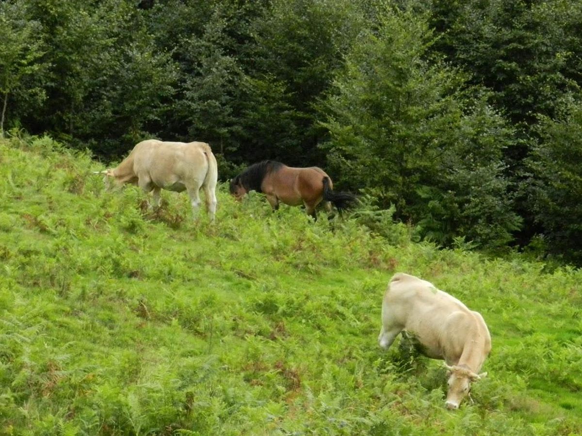 La ganadería extensiva, en campo abierto, ayuda a conservar el paisaje en mosaico