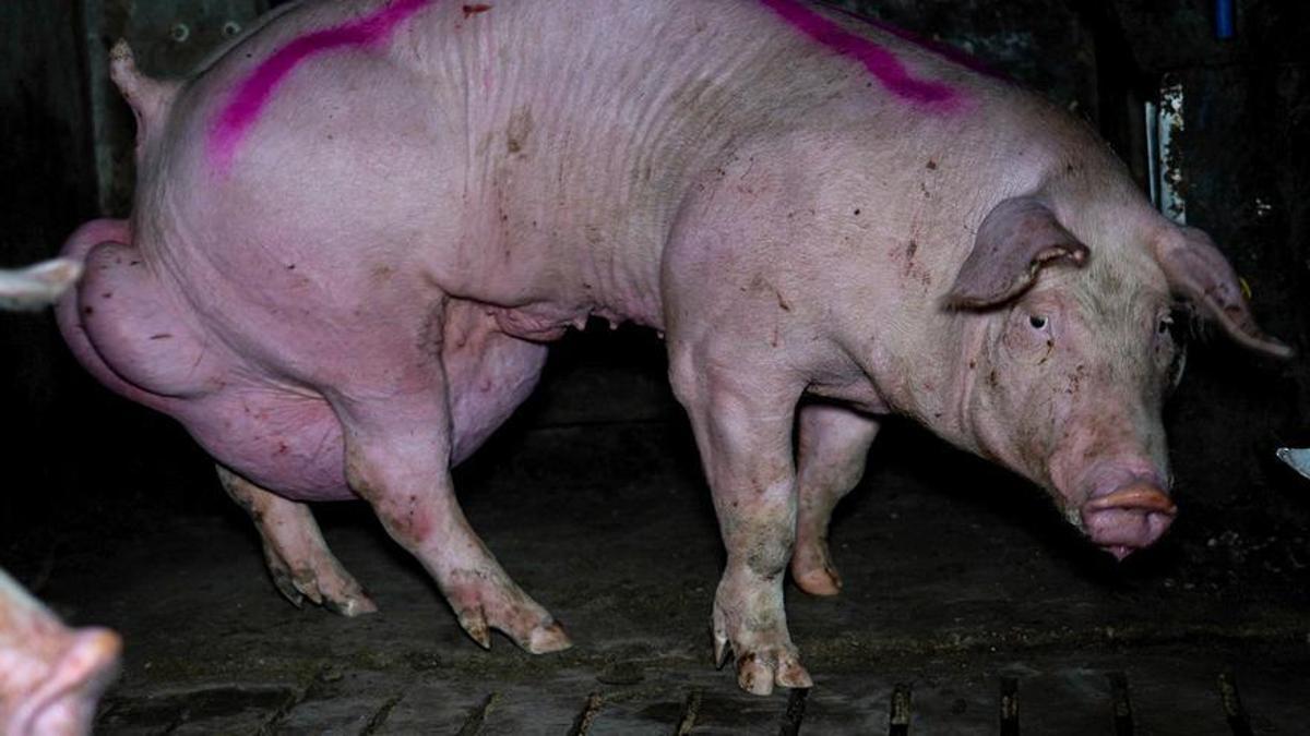 Cerdo con deformidad en la granja denunciada por maltrato animal.