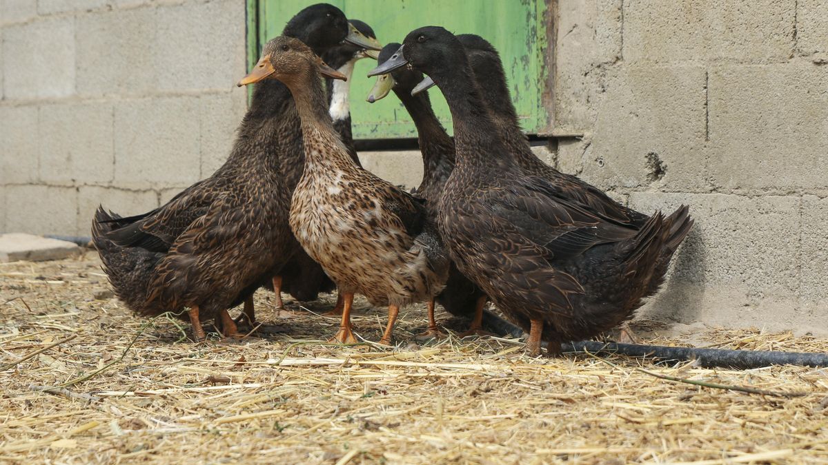 Patos en la finca de Agustín Rebollo.