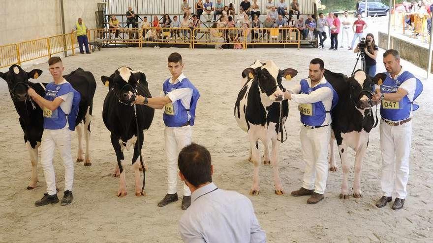 La ganadería Rato consigue el premio de gran novilla campeona en Feiradeza 2018