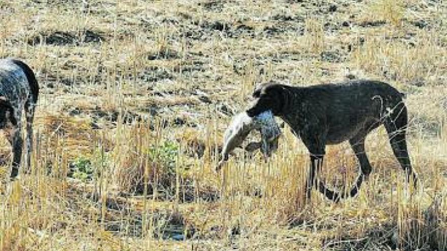 La media veda se inicia marcada por la precaución ante el covid