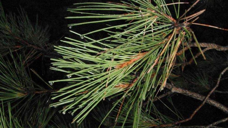 Las aguas del pino absorben los metales y limpian el agua