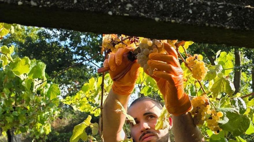 Vendimia 2026: un arreón considerable en los viñedos y bodegas tras las lluvias