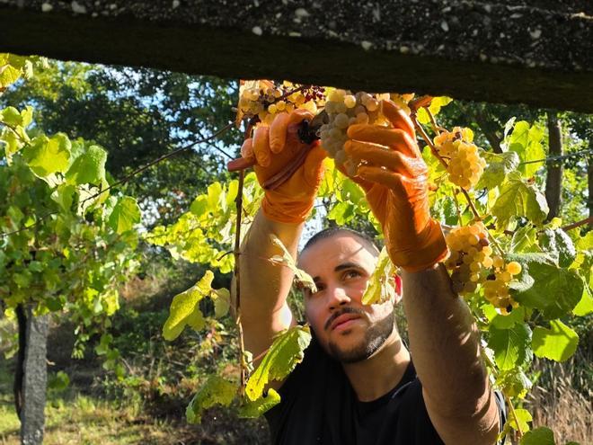 Vendimia 2026: un arreón considerable en los viñedos y bodegas tras las lluvias