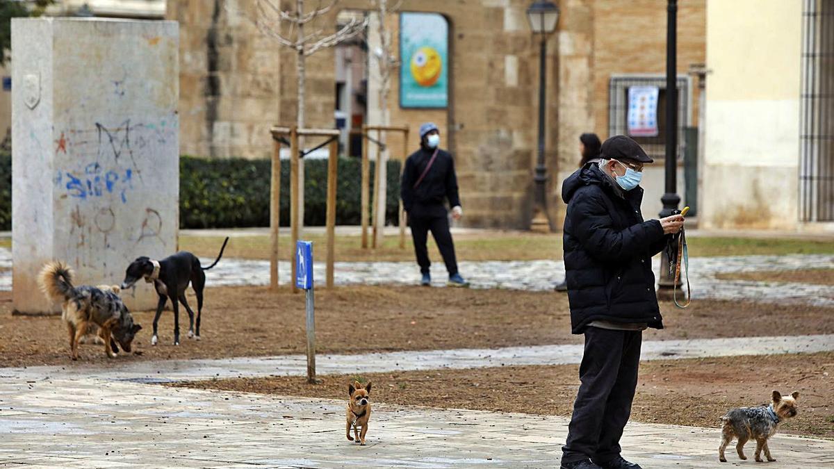 Varios perros sueltos en el jardín del antiguo Hospital Provincial. | LEVANTE-EMV