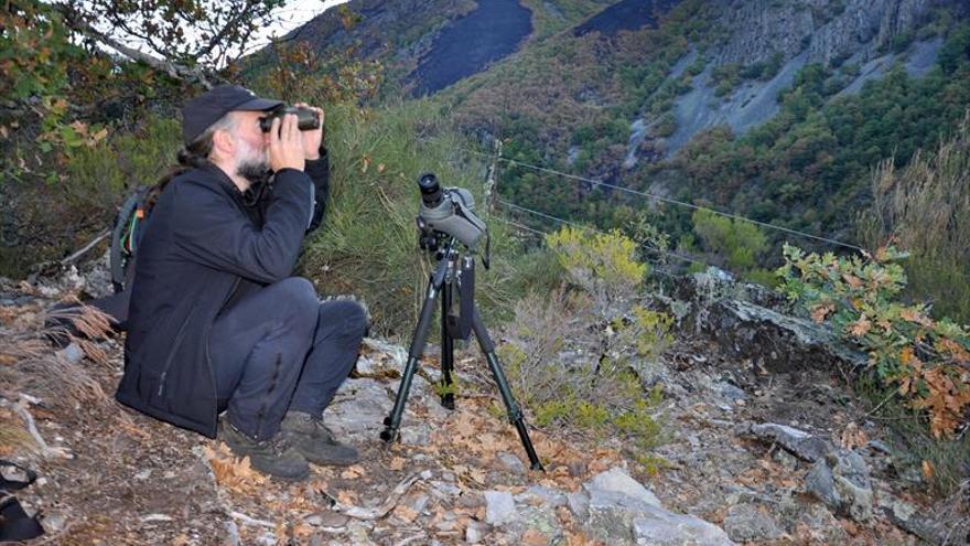 Los osos del Cantábrico, entre las grandes víctimas del fuego en el Norte