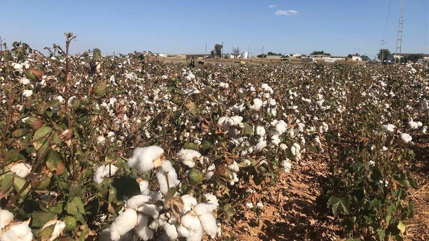 Cultivos de algodón en un campo de Córdoba.