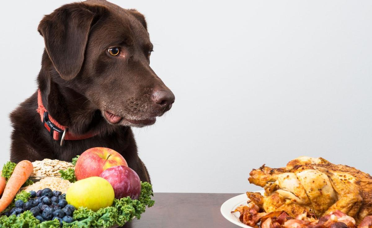 Expertos advierten: No mezcles pienso y comida casera para tu perro, aquí está el motivo