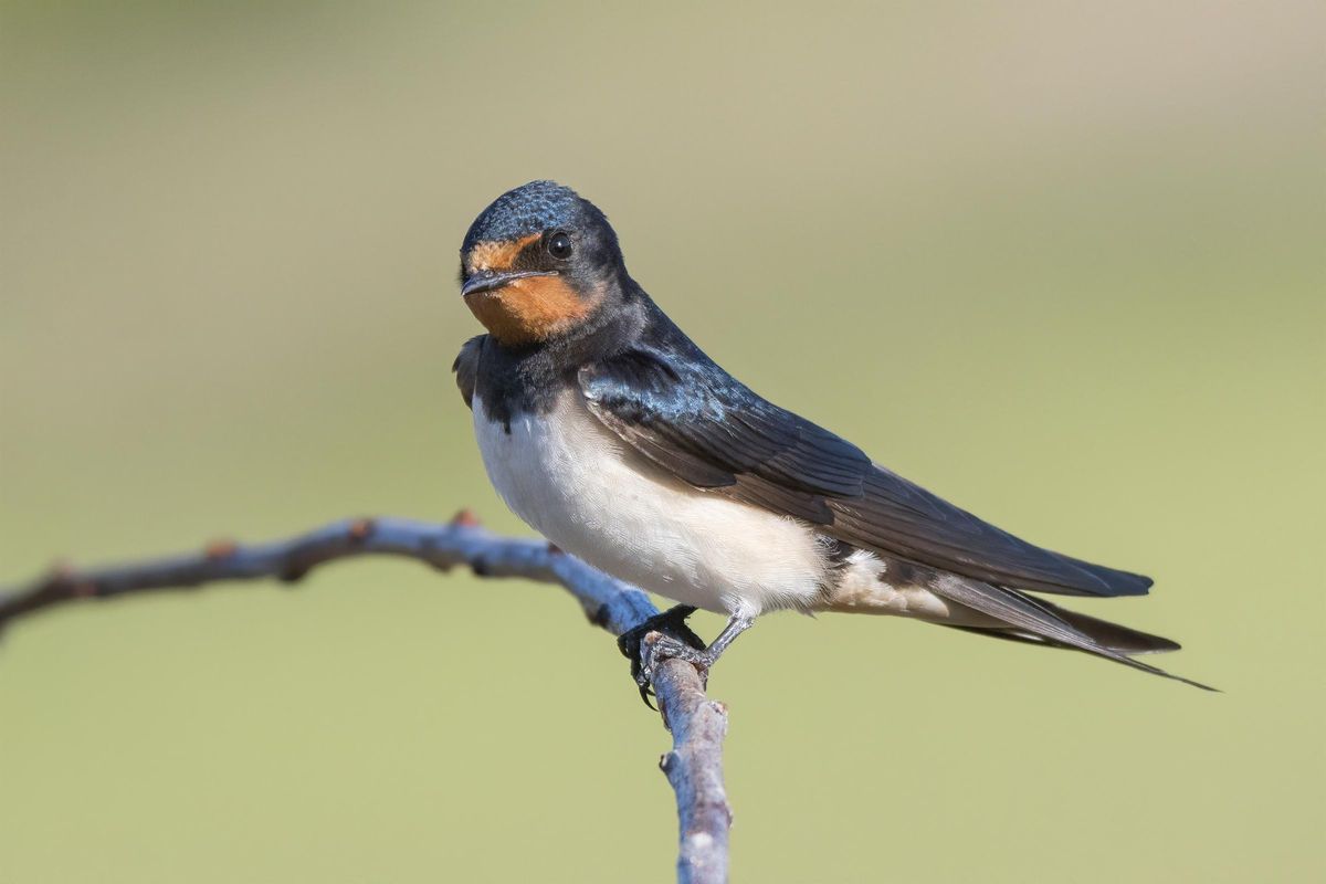 Una golondrina puede devorar mil insectos al día al vuelo.