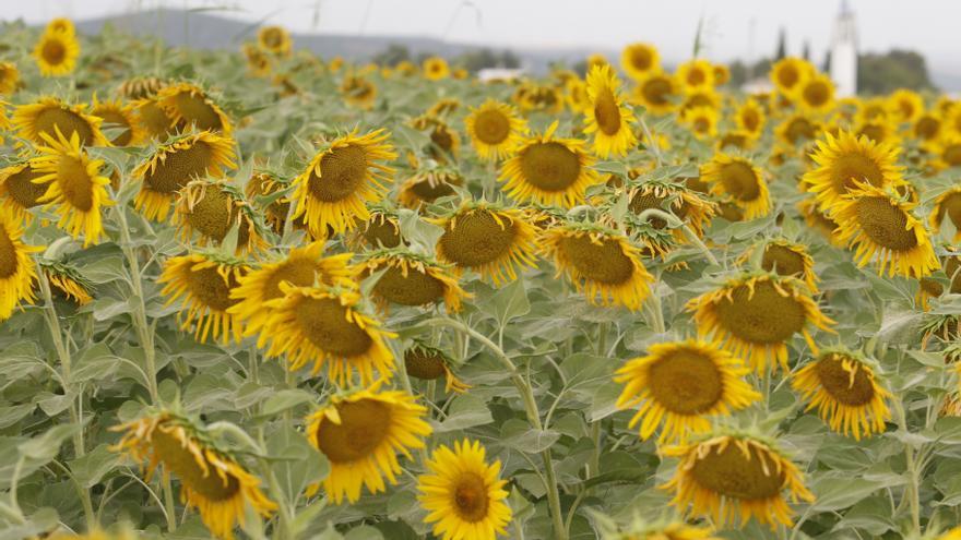 La subida de precios en el mercado augura una buena campaña de girasol