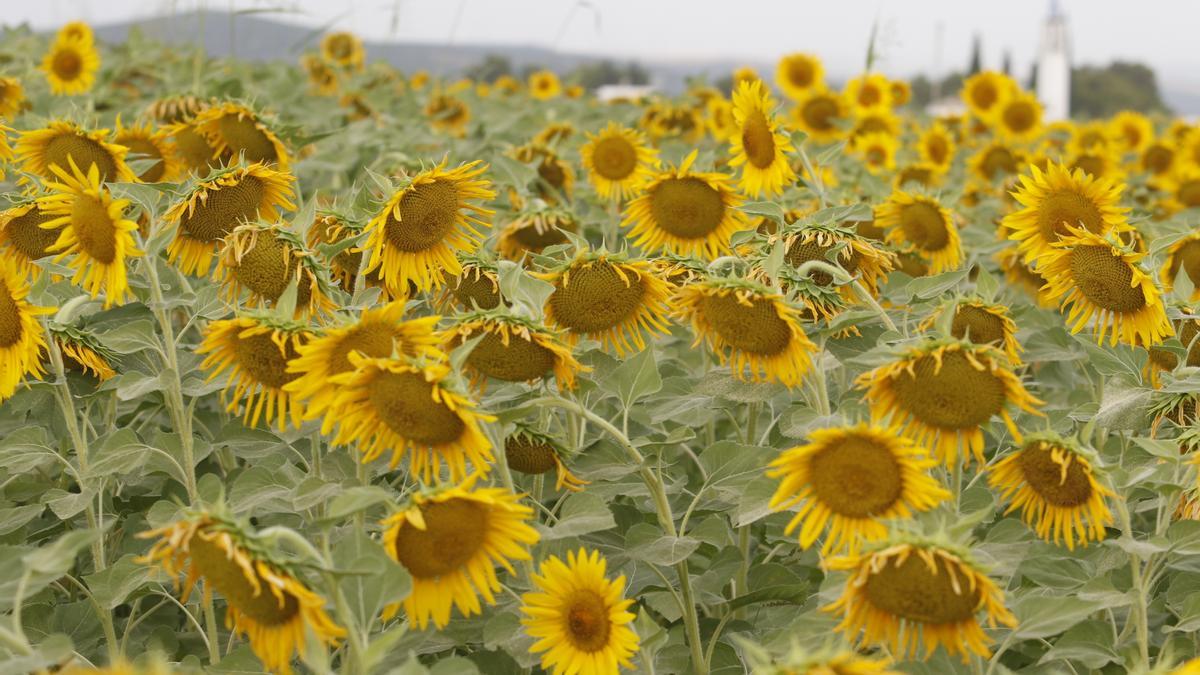 Plantación de Girasol.