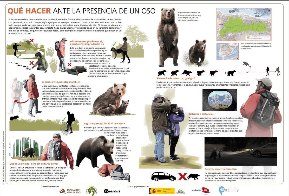 Qué hacer ante la presencia de un oso.