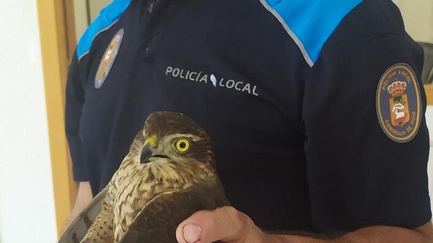 Ejemplar de águila recogido por los agentes