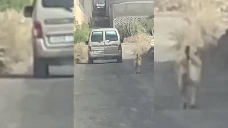 Graban a un conductor abandonando a un perro en Tenerife
