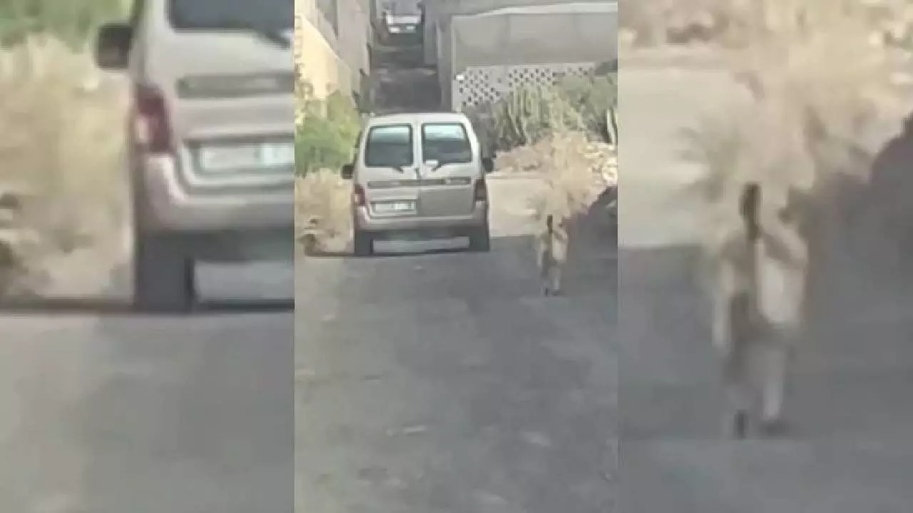 Un hombre intenta abandonar presuntamente a su perro en Guargacho, Arona