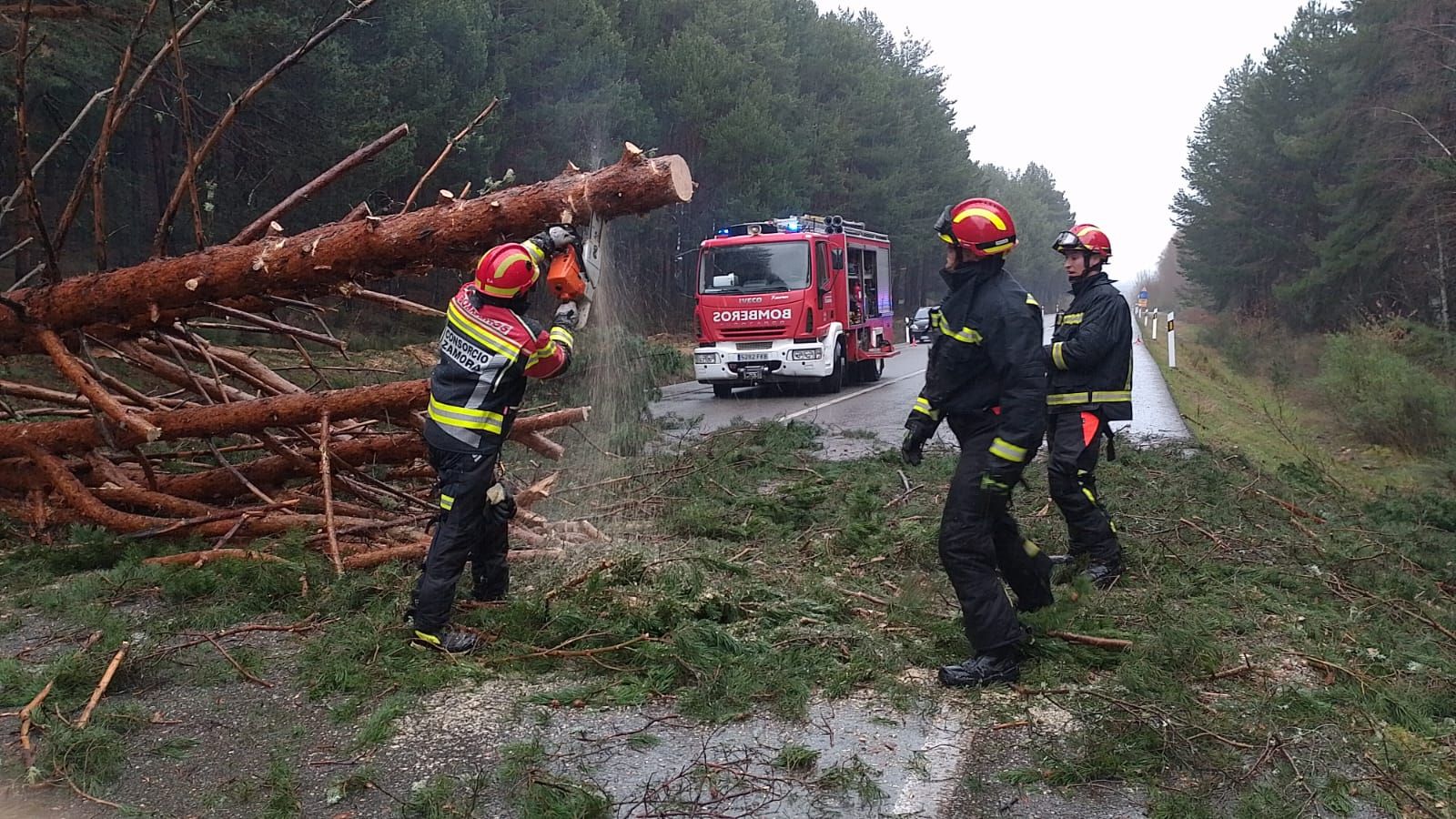 Los bomberos de Rionegro del Puente retiran un enorme pino sobre la N-525.