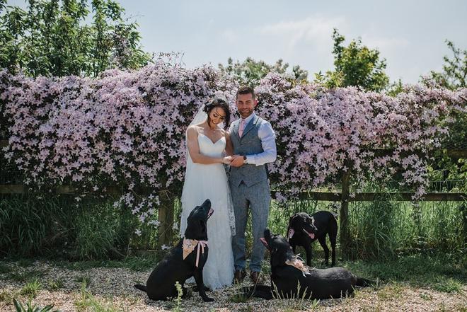 Matrimonio perros