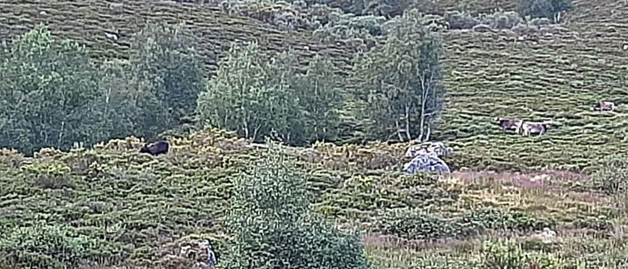 El oso, a la izquierda de la imagen, fotografiado por Miguel Capellín con la cámara de su teléfono móvil, con el rebaño de vacas a la derecha, a unos pocos metros del plantígrado.