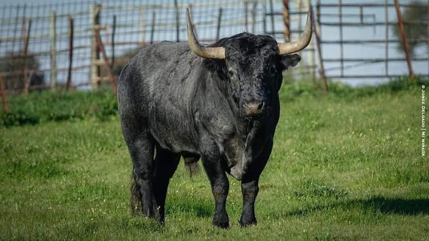 Satine reta al covid y presenta al toro sucesor de &#039;Nubarrón&#039; para las fiestas de Burriana