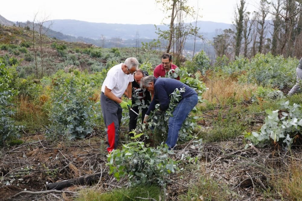 La comunidad de montes de Camos cita a los vecinos cerca del colegio Estudio para arrancar los brotes de esta especie pirófila.