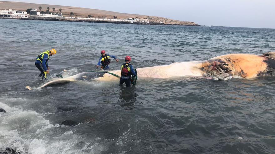 Retirada de una ballena muerta de Ojos de Garza, en Telde