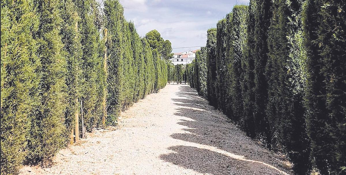 Sus pasillos están formados por paredes de cipreses de más de dos metros de altura.