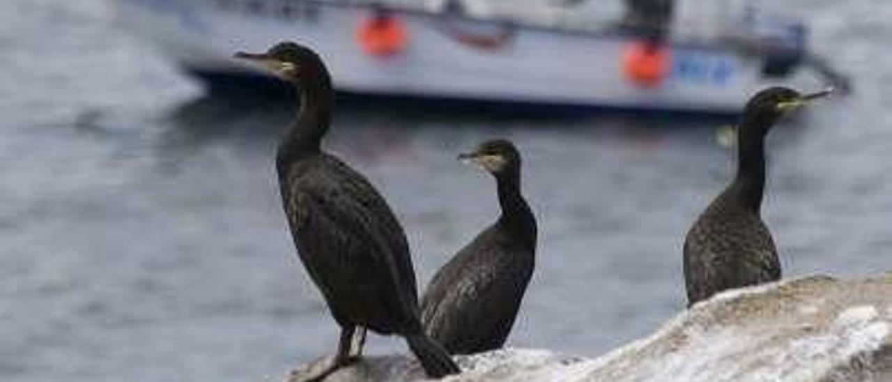 El cambio climático reduce al mínimo el censo de aves invernantes en las Cíes