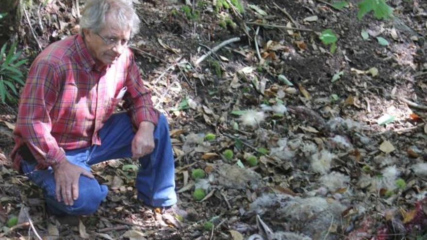 César José Llanes, ayer, ante los restos de una de sus ovejas muertas.