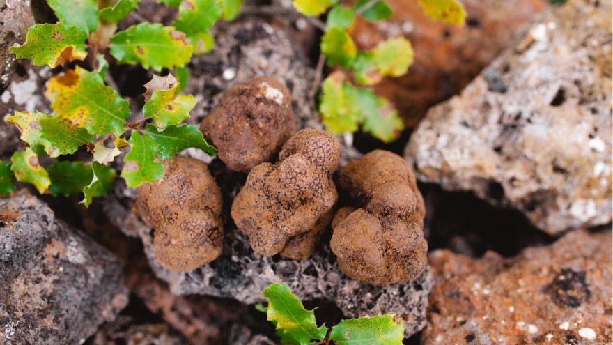 Tiempo de trufas: del cobijo de la tierra al sabor del plato