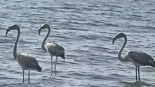 Tres flamencos de visita en Arousa