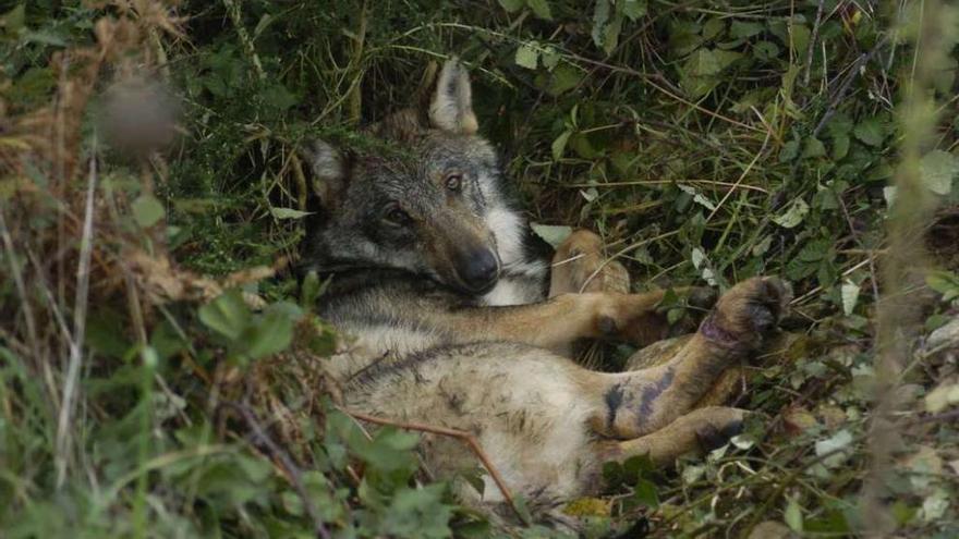 Lobo herido tras ser atropellado en una carretera de Lalín en 2011. // Bernabé/Javier Lalín