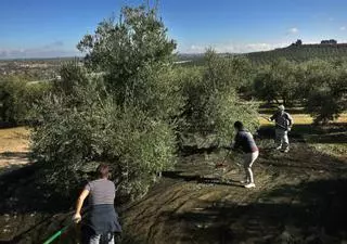 El empleo extranjero crece en Extremadura el doble que en España ante la falta de mano de obra