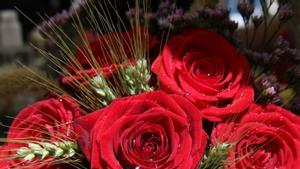 Roses vermell passió per a Sant Jordi