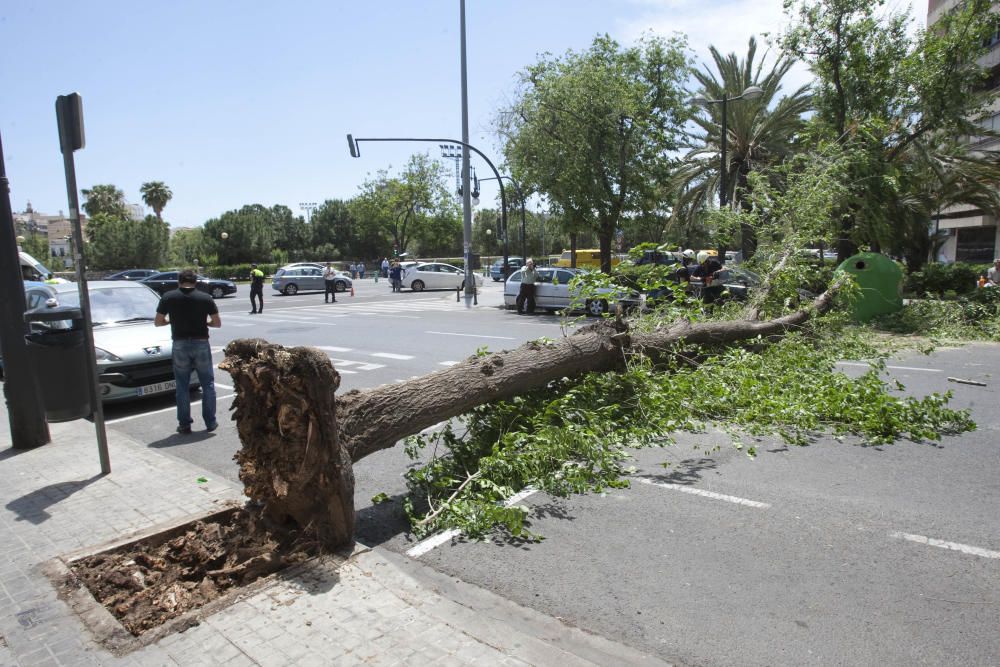 Un árbol se derrumba en la avenida de Burjassot de Valencia
