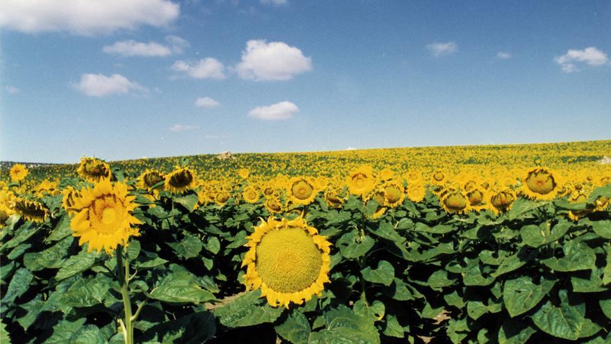 L&#039;ecoeficiència, clau per al sector agroalimentari