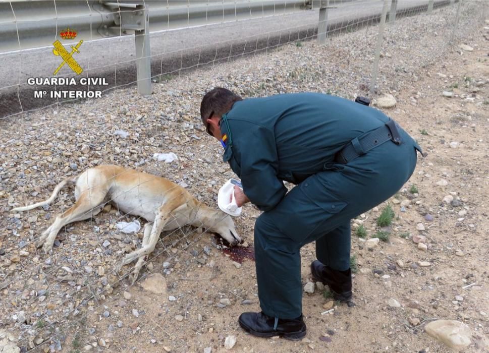 Investigan a dos personas por el abandono de unos canes