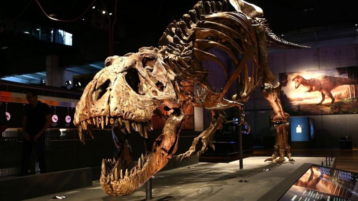 amadridejos40705374 trix  el esqueleto de tiranosaurio  tyrannosaurus rex  mejor171027180404