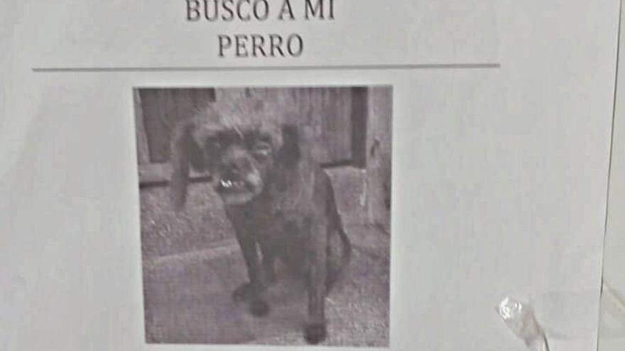 VIRAL | Se busca a "Mierdón", el perro viral, en la Universidad de Málaga