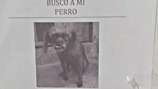 Se busca a "Mierdón", el perro viral, en la Universidad de Málaga