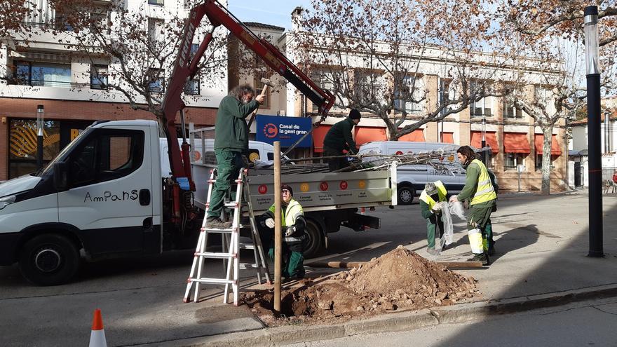 Navàs amplia el verd urbà amb la plantació d&#039;una seixantena d&#039;arbres